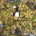 /album/photogallery/african-pied-hornbill-3-marrakissa-jpg/